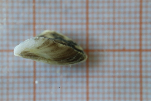  ( - OAT1FD5_Biv.MORPH-1_5)  @11 [ ] by-nc-nd (2023) Klaudyna Królikowska University of Lodz, Faculty of Biology and Environmental Protection