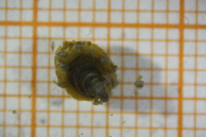  (Ancylus lapicidus - OAT1FD5_Gas.MORPH-2_2)  @11 [ ] by-nc-nd (2023) Klaudyna Królikowska University of Lodz, Faculty of Biology and Environmental Protection