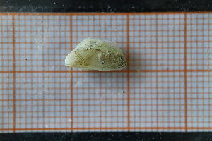  ( - OAT1GD6S_Biv.MORPH-2_2)  @11 [ ] by-nc-nd (2023) Klaudyna Królikowska University of Lodz, Faculty of Biology and Environmental Protection