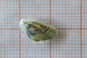  ( - OAT1GD6S_Biv.MORPH-2_3)  @11 [ ] by-nc-nd (2023) Klaudyna Królikowska University of Lodz, Faculty of Biology and Environmental Protection