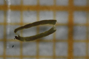  ( - OAT1GD6S_Dip.MORPH-1_1)  @11 [ ] by-nc-nd (2023) Klaudyna Królikowska University of Lodz, Faculty of Biology and Environmental Protection