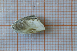  ( - OAT3CDSZ_Biv.MORPH-2_2)  @11 [ ] by-nc-nd (2023) Klaudyna Królikowska University of Lodz, Faculty of Biology and Environmental Protection