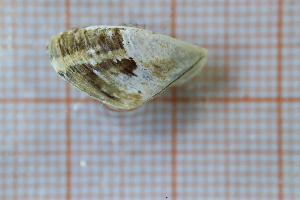  ( - OAT3CDSZ_Biv.MORPH-2_3)  @11 [ ] by-nc-nd (2023) Klaudyna Królikowska University of Lodz, Faculty of Biology and Environmental Protection