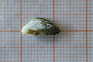  ( - OAT3CDSZ_Biv.MORPH-2_4)  @11 [ ] by-nc-nd (2023) Klaudyna Królikowska University of Lodz, Faculty of Biology and Environmental Protection