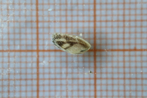  ( - OAT3DDSZ_Biv.MORPH-1_1)  @11 [ ] by-nc-nd (2023) Klaudyna Królikowska University of Lodz, Faculty of Biology and Environmental Protection