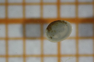  ( - OSB2EDR_Biv.MORPH-1_1)  @11 [ ] by-nc-nd (2023) Klaudyna Królikowska University of Lodz, Faculty of Biology and Environmental Protection