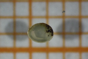  ( - OSB2EDR_Biv.MORPH-1_2)  @11 [ ] by-nc-nd (2023) Klaudyna Królikowska University of Lodz, Faculty of Biology and Environmental Protection