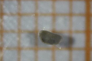  ( - OSB2EDR_Biv.MORPH-2_3)  @11 [ ] by-nc-nd (2023) Klaudyna Królikowska University of Lodz, Faculty of Biology and Environmental Protection