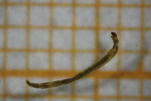  ( - OSB2EDR_Dip.MORPH-2_1)  @11 [ ] by-nc-nd (2023) Klaudyna Królikowska University of Lodz, Faculty of Biology and Environmental Protection