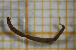  ( - OSB2EDR_Dip.MORPH-2_2)  @11 [ ] by-nc-nd (2023) Klaudyna Królikowska University of Lodz, Faculty of Biology and Environmental Protection