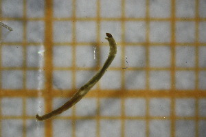  ( - OSB2EDR_Dip.MORPH-2_5)  @11 [ ] by-nc-nd (2023) Klaudyna Królikowska University of Lodz, Faculty of Biology and Environmental Protection