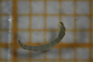  ( - OSB2JDR_Dip.MORPH-3_3)  @11 [ ] by-nc-nd (2023) Klaudyna Królikowska University of Lodz, Faculty of Biology and Environmental Protection