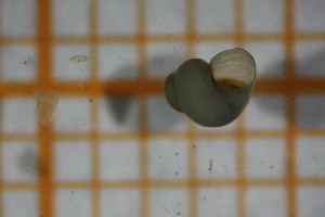  ( - OSB2JDR_Gas.MORPH-3_4)  @11 [ ] by-nc-nd (2023) Klaudyna Królikowska University of Lodz, Faculty of Biology and Environmental Protection