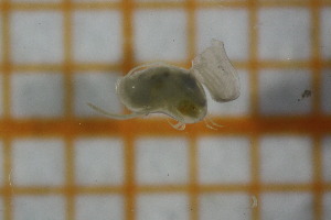  ( - OSB3IDR_Biv.MORPH-2_1)  @11 [ ] by-nc-nd (2023) Klaudyna Królikowska University of Lodz, Faculty of Biology and Environmental Protection