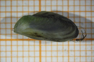  ( - OSB3IDR_Biv.MORPH-3_2)  @11 [ ] by-nc-nd (2023) Klaudyna Królikowska University of Lodz, Faculty of Biology and Environmental Protection