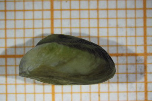  ( - OSB3IDR_Biv.MORPH-3_5)  @11 [ ] by-nc-nd (2023) Klaudyna Królikowska University of Lodz, Faculty of Biology and Environmental Protection