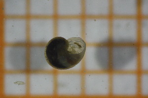  ( - OSB3IDR_Gas.MORPH-2_1)  @11 [ ] by-nc-nd (2023) Klaudyna Królikowska University of Lodz, Faculty of Biology and Environmental Protection