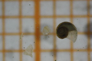  ( - OSB3IDR_Gas.MORPH-2_2)  @11 [ ] by-nc-nd (2023) Klaudyna Królikowska University of Lodz, Faculty of Biology and Environmental Protection