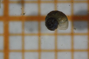  ( - OSB3IDR_Gas.MORPH-2_4)  @11 [ ] by-nc-nd (2023) Klaudyna Królikowska University of Lodz, Faculty of Biology and Environmental Protection