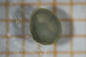  ( - OSB3JDR_Biv.MORPH-1_1)  @11 [ ] by-nc-nd (2023) Klaudyna Królikowska University of Lodz, Faculty of Biology and Environmental Protection