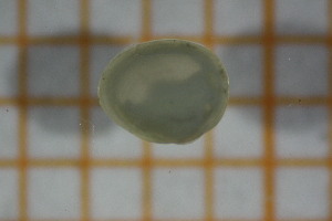  ( - OSB3JDR_Biv.MORPH-1_3)  @11 [ ] by-nc-nd (2023) Klaudyna Królikowska University of Lodz, Faculty of Biology and Environmental Protection