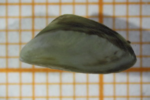  ( - OSB3JDR_Biv.MORPH-2_3)  @11 [ ] by-nc-nd (2023) Klaudyna Królikowska University of Lodz, Faculty of Biology and Environmental Protection