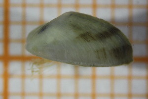  ( - OSB3JDR_Biv.MORPH-2_4)  @11 [ ] by-nc-nd (2023) Klaudyna Królikowska University of Lodz, Faculty of Biology and Environmental Protection