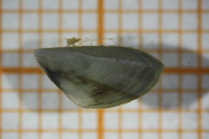  ( - OSB3JDR_Biv.MORPH-2_5)  @11 [ ] by-nc-nd (2023) Klaudyna Królikowska University of Lodz, Faculty of Biology and Environmental Protection