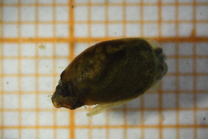  ( - OSC07_Gas.MORPH-1_1)  @11 [ ] by-nc-nd (2023) Klaudyna Królikowska University of Lodz, Faculty of Biology and Environmental Protection