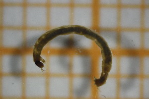  ( - OSC10_Dip.MORPH-1_2)  @11 [ ] by-nc-nd (2023) Klaudyna Królikowska University of Lodz, Faculty of Biology and Environmental Protection