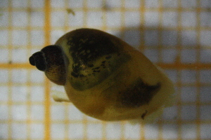  ( - OSC12_Gas.MORPH-2_4)  @11 [ ] by-nc-nd (2023) Klaudyna Królikowska University of Lodz, Faculty of Biology and Environmental Protection