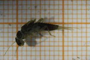 (Isoperla vjosae - OSC13_Ple.MORPH-3_1)  @11 [ ] by-nc-nd (2023) Klaudyna Królikowska University of Lodz, Faculty of Biology and Environmental Protection
