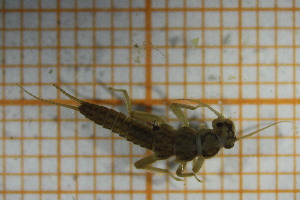  ( - OSC13_Ple.MORPH-3_4)  @11 [ ] by-nc-nd (2023) Klaudyna Królikowska University of Lodz, Faculty of Biology and Environmental Protection