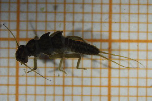  ( - OSC13_Ple.MORPH-3_5)  @11 [ ] by-nc-nd (2023) Klaudyna Królikowska University of Lodz, Faculty of Biology and Environmental Protection