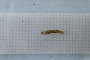  ( - OSC13_Tri.MORPH-3_6)  @11 [ ] by-nc-nd (2023) Klaudyna Królikowska University of Lodz, Faculty of Biology and Environmental Protection