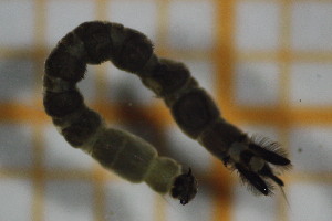  ( - OSC15_Dip.MORPH-1_2)  @11 [ ] by-nc-nd (2023) Klaudyna Królikowska University of Lodz, Faculty of Biology and Environmental Protection