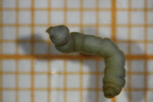  ( - OSC15_Dip.MORPH-2_1)  @11 [ ] by-nc-nd (2023) Klaudyna Królikowska University of Lodz, Faculty of Biology and Environmental Protection