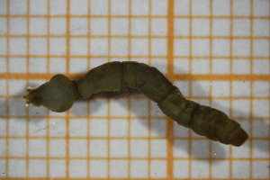  ( - OSC16_Dip.MORPH-3_5)  @11 [ ] by-nc-nd (2023) Klaudyna Królikowska University of Lodz, Faculty of Biology and Environmental Protection