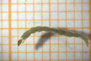  ( - OSC17_Dip.MORPH-1_1)  @11 [ ] CreativeCommons Attribution (2023) Dept Invertebrate Zoology and Hydrobiology, University of Lodz University of Lodz