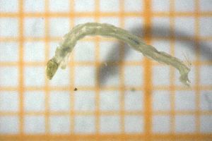  ( - OSC17_Dip.MORPH-1_2)  @11 [ ] CreativeCommons Attribution (2023) Dept Invertebrate Zoology and Hydrobiology, University of Lodz University of Lodz