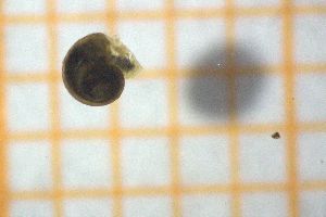  ( - OSC17_Gas.MORPH-2_5)  @11 [ ] CreativeCommons Attribution (2023) Dept Invertebrate Zoology and Hydrobiology, University of Lodz University of Lodz