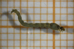  ( - OSC20_Dip.MORPH-2_2)  @11 [ ] by-nc-nd (2023) Klaudyna Królikowska University of Lodz, Faculty of Biology and Environmental Protection