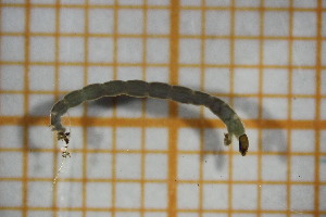  ( - OSC21_Dip.MORPH-1_1)  @11 [ ] by-nc-nd (2023) Klaudyna Królikowska University of Lodz, Faculty of Biology and Environmental Protection