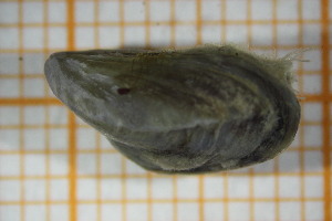  ( - OSS02_Biv.MORPH-2_2)  @11 [ ] by-nc-nd (2023) Klaudyna Królikowska University of Lodz, Faculty of Biology and Environmental Protection