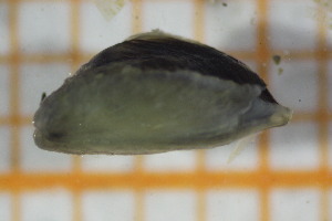  ( - OSS02_Biv.MORPH-2_4)  @11 [ ] by-nc-nd (2023) Klaudyna Królikowska University of Lodz, Faculty of Biology and Environmental Protection