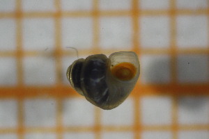  ( - OSS02_Gas.MORPH-7_2)  @11 [ ] by-nc-nd (2023) Klaudyna Królikowska University of Lodz, Faculty of Biology and Environmental Protection