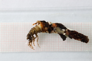  ( - OSS02_Tri.MORPH-1_1)  @11 [ ] by-nc-nd (2023) Klaudyna Królikowska University of Lodz, Faculty of Biology and Environmental Protection