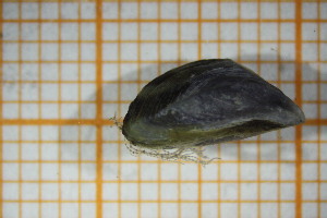  ( - OSS03_Biv.MORPH-1_1)  @11 [ ] by-nc-nd (2023) Klaudyna Królikowska University of Lodz, Faculty of Biology and Environmental Protection