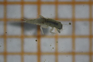  ( - OSS03_Eph.MORPH-1_3)  @11 [ ] by-nc-nd (2023) Klaudyna Królikowska University of Lodz, Faculty of Biology and Environmental Protection