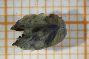  ( - OSS05_Biv.MORPH-1_2)  @11 [ ] by-nc-nd (2023) Klaudyna Królikowska University of Lodz, Faculty of Biology and Environmental Protection